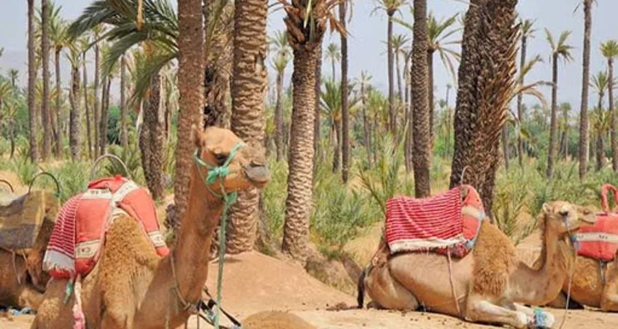 Balade à dos de dromadaire dans la palmeraie de Marrakech