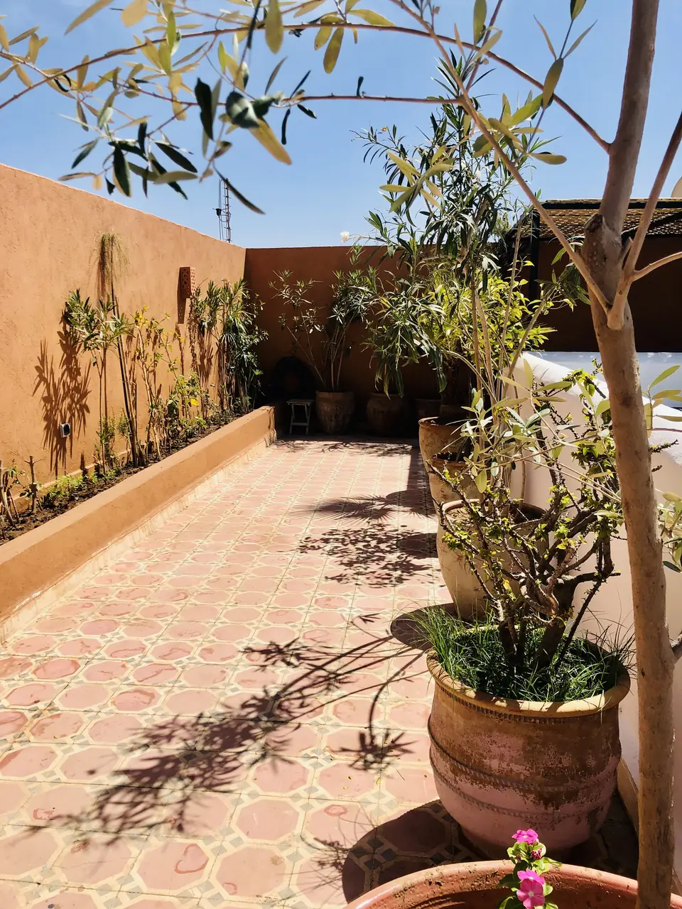 Terrace with olive trees