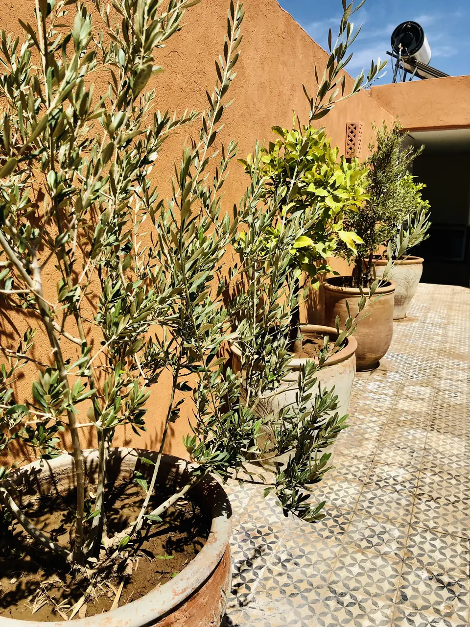 Terrace zellige floor